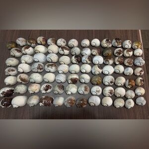 85 Medium Florida Apple Snail Shells Hand Picked&Cleaned Shells